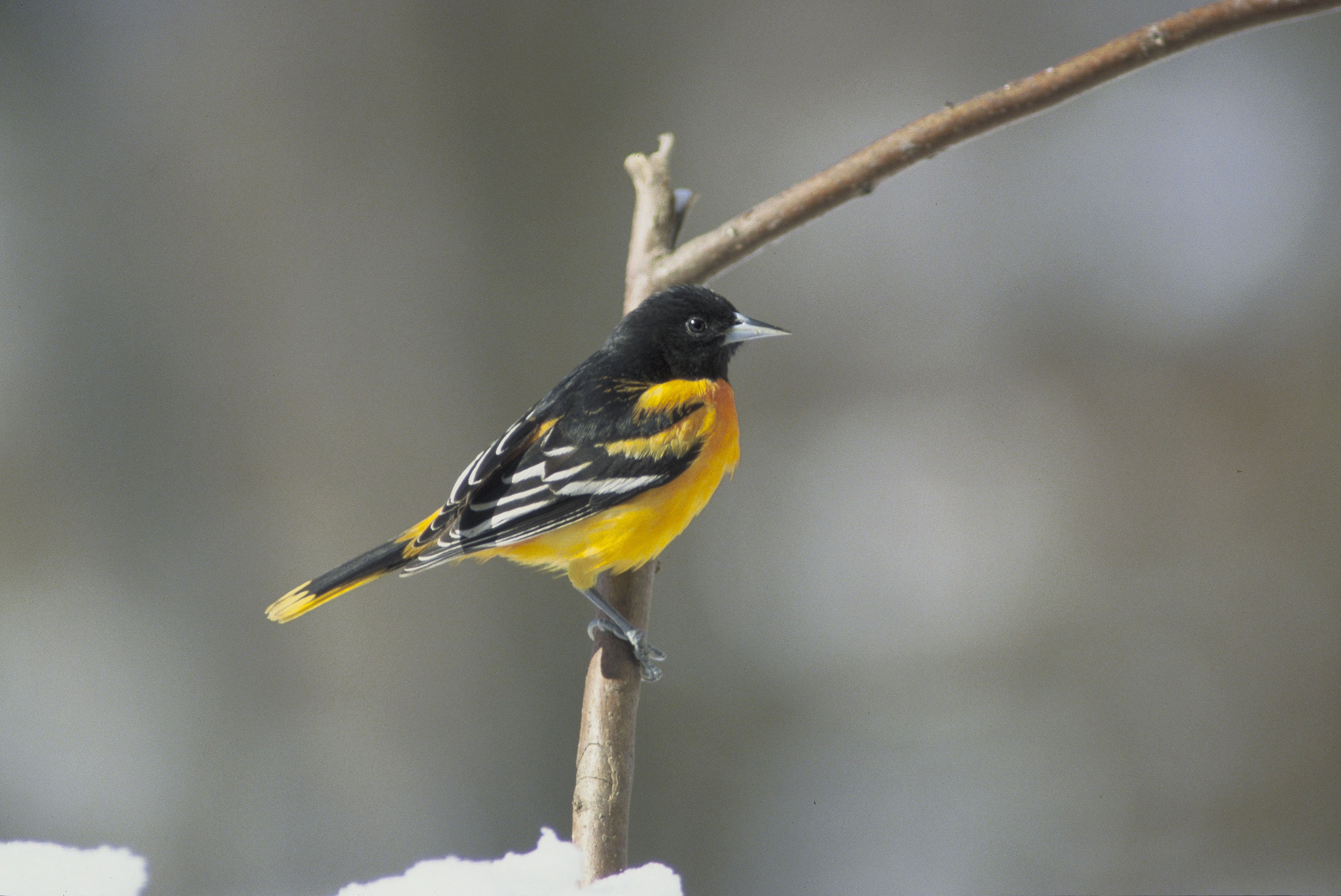 Photo of the Week - Male Baltimore Oriole