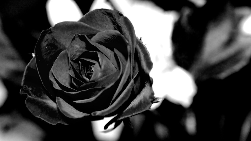Black Rose | I think this one is the nicest of the three pic… | Flickr