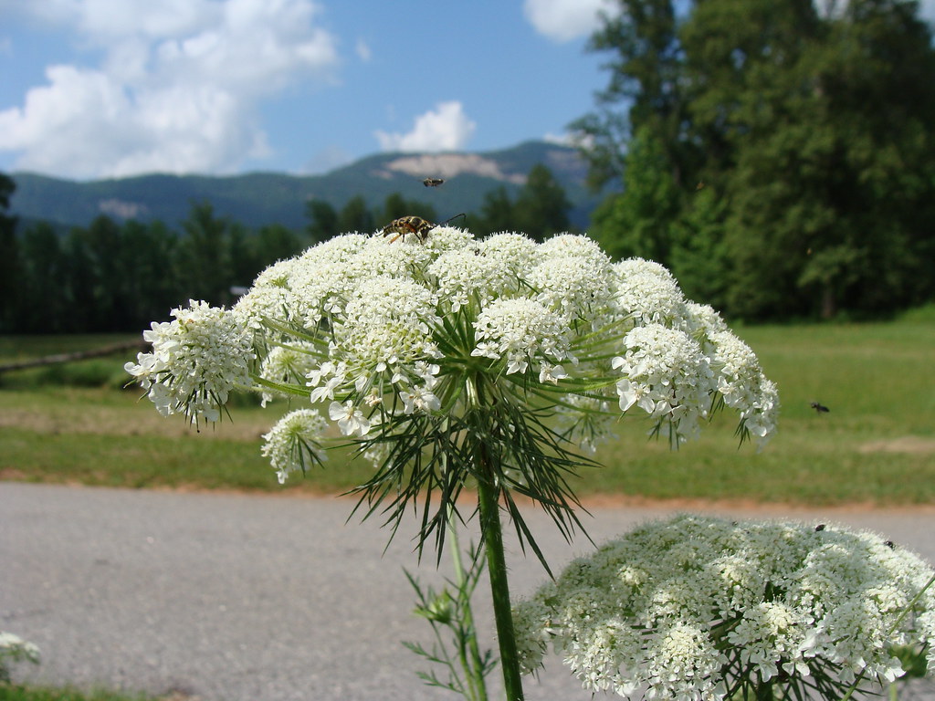 Queen Anne's lace, serving as landing platform, with Table Rock in background