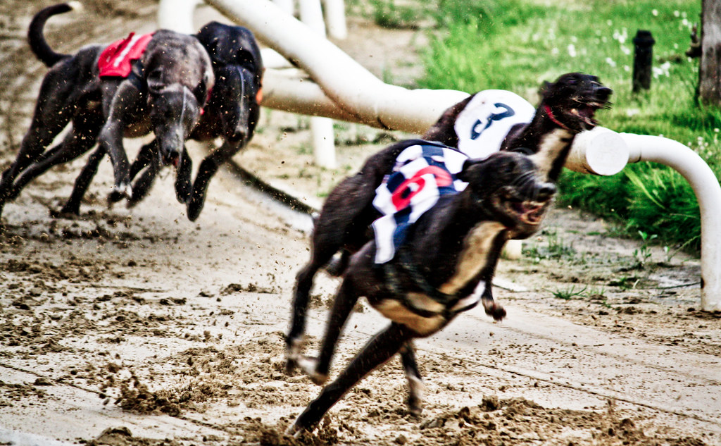 history of greyhound racing in the UK