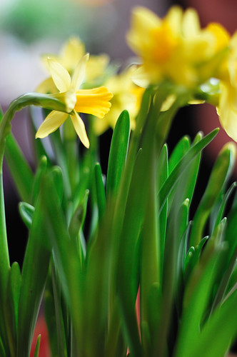 Daffodils by christian.senger
