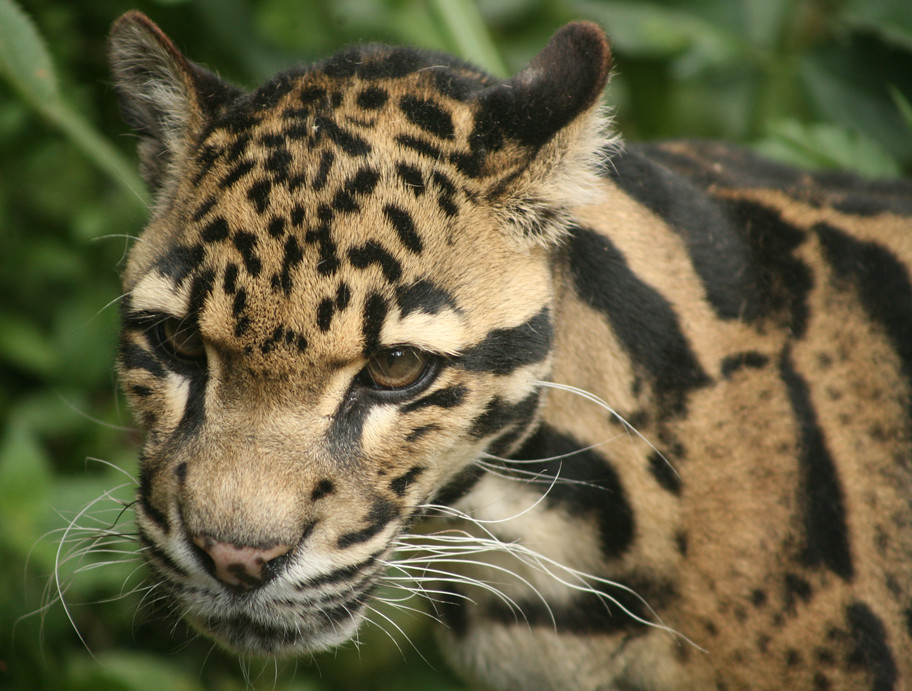Clouded Leopard | Santago Rare Leopard Project www.photograp… | Flickr