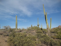 Lost Dutchman State Park - Arizona