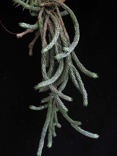 Tillandsia bryoides | by odds&endssg