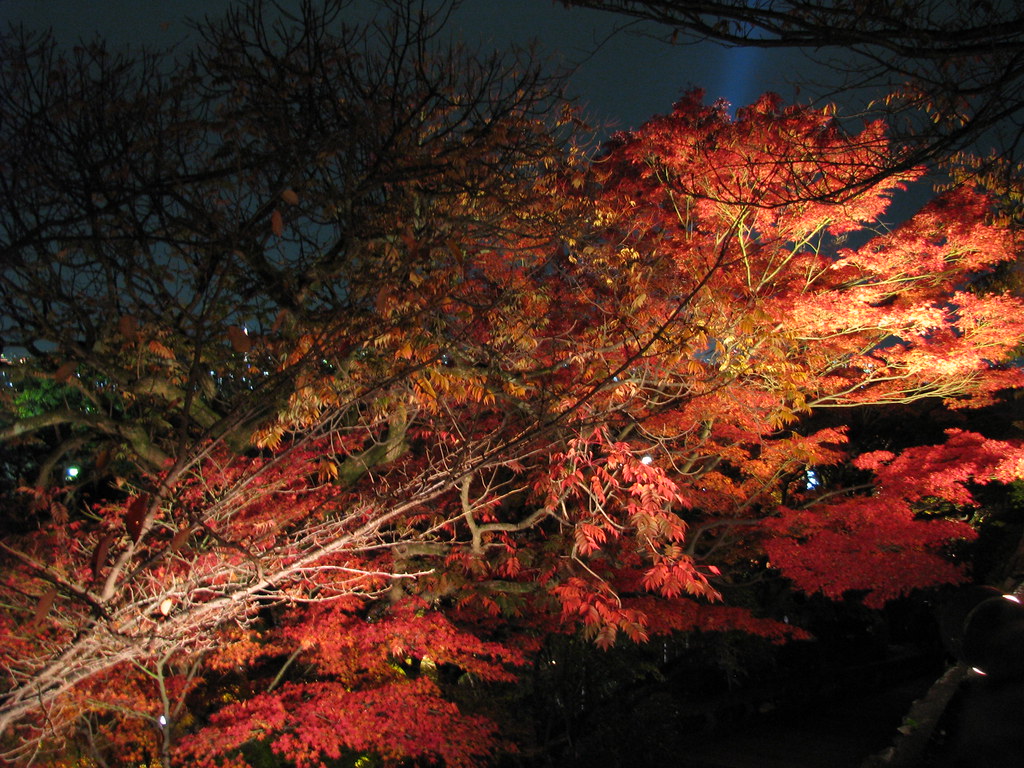 Kyoto 京都 Kiyomizu Temple By Night 夜に清水寺 Maple 紅葉 Flickr