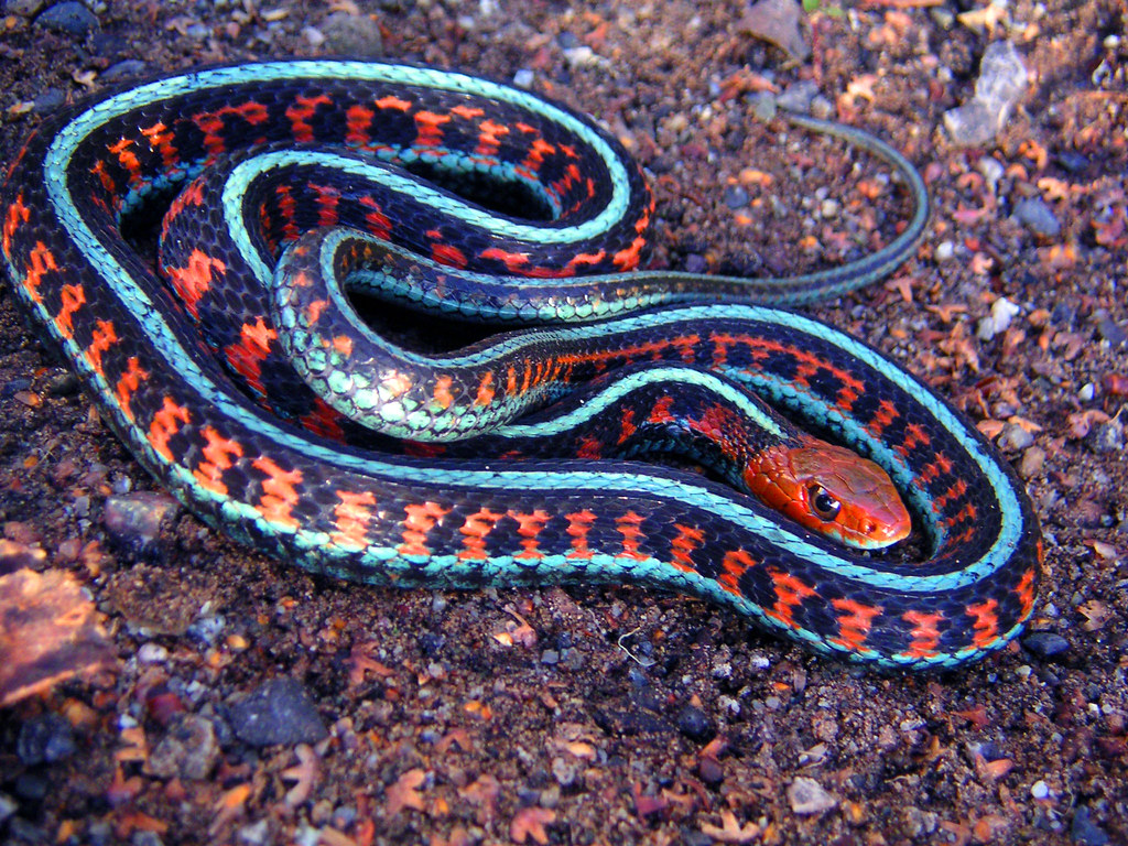 California red side, garter snake.