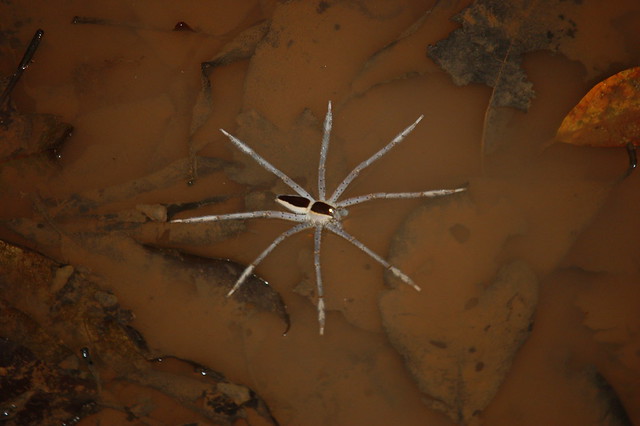 spider danum valley DSC_1371