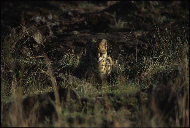 Serval - Kenya