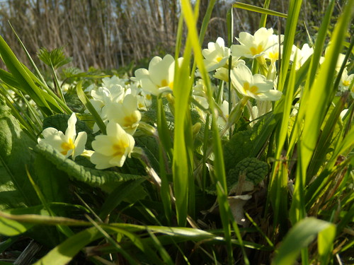 Primroses - Hever station Growing wild - quite a show. Cowden to Hever