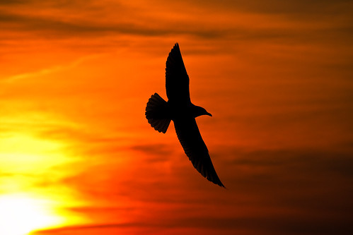 sunset red orange silhouette yellow seagull gull atomic