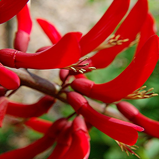 The glorious red blooms of the Coral Bean Tree...Erythrinia bidwillii