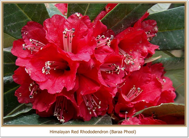 Himachal Red Rhododendron - Baraa Phool