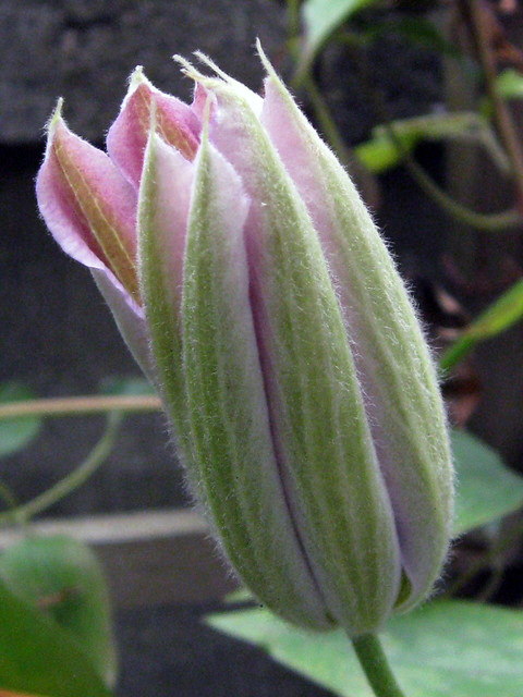 Clematis bud
