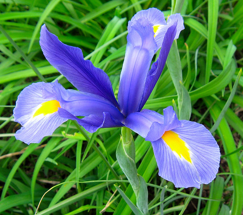 Iris | by auntiepauline