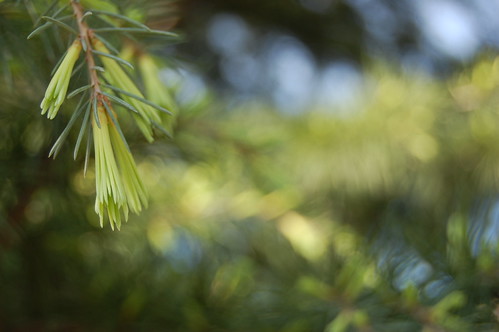 Spring Adventure | by Abigail Bosphorus Blue