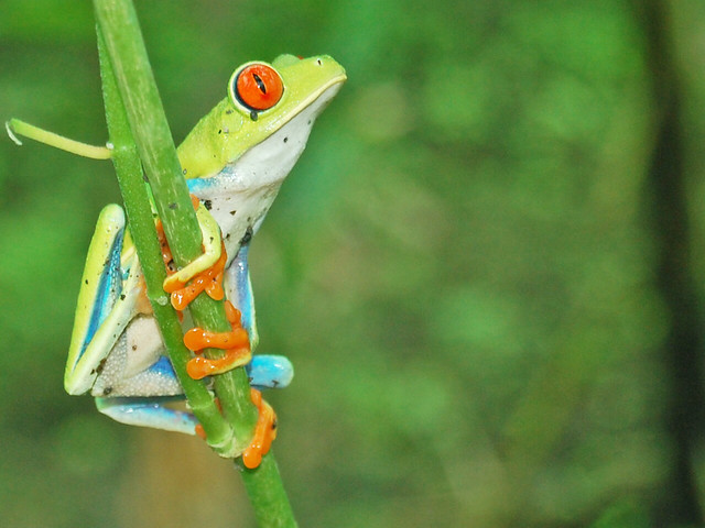 Red Eyed Tree Frog (Agalychnis callidryas), Costa Rica.