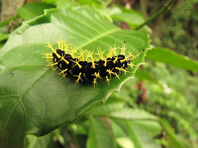 Colobura sp. (Caterpillar)