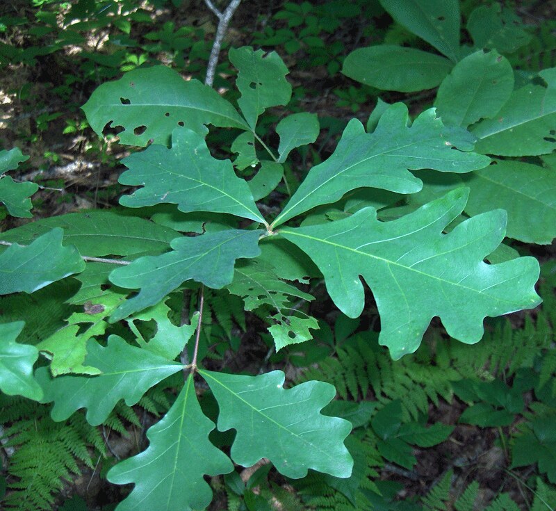 oak tree leaves-oak tree leaves identification-types of oak leaves - Lobed oak leaves