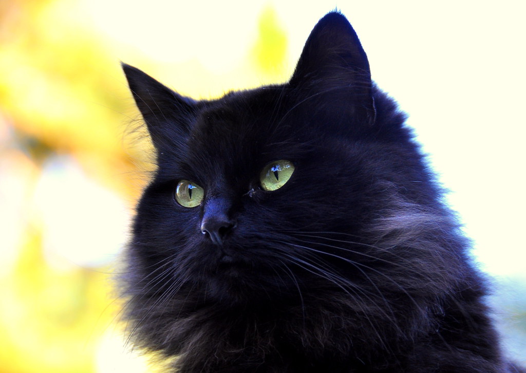 The Black Cat | Nikon D90 , 18-200VR,130mm, 1/60, f/5.6, ISO… | Flickr