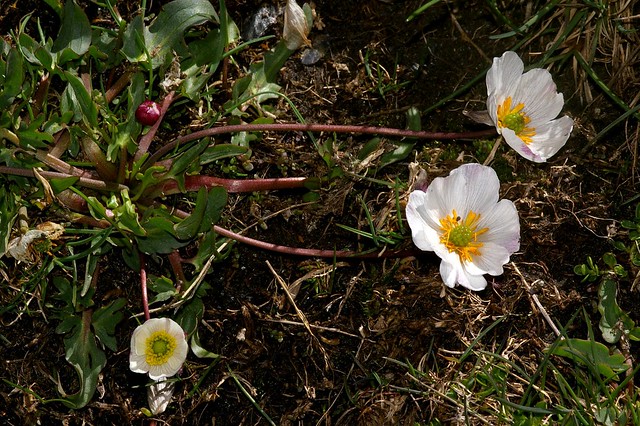 Ranunculus acetosellifolius Boiss. - RANUNCULACEAE - Parque Nacional de Sierra Nevada (Granada) (1)