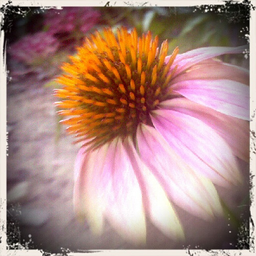 cone | by sanctimonius