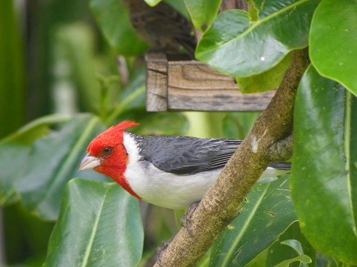 Brazilian cardinal | by lizochka_65