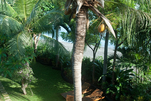 ocean tree beach yard garden coconut amed balibeachhouse