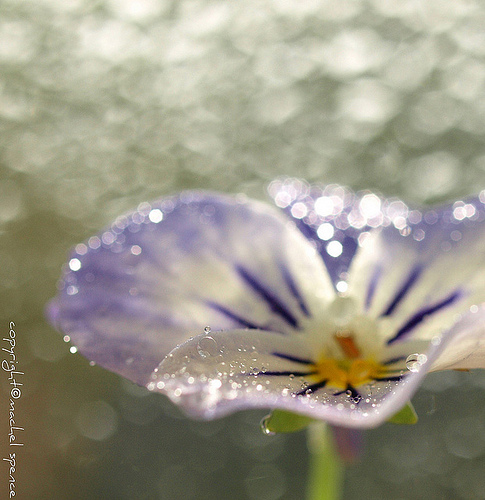For Sherry... | by {machel spence} aka..."mushroom queen"