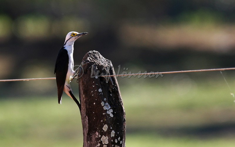 White Woodpecker - Brazil - Pantanal