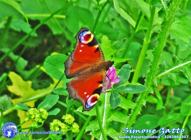 farfalla sibillini