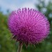 Flickr photo 'Nodding Thistle (Carduus nutans)' by: DrStephenD.