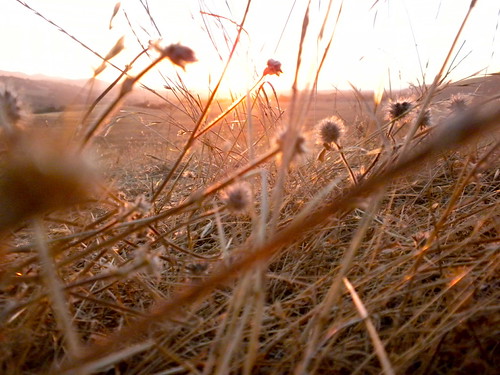 Weeds in Tres Pinos by DoNotLick, sunset landscape hollister trespinos
