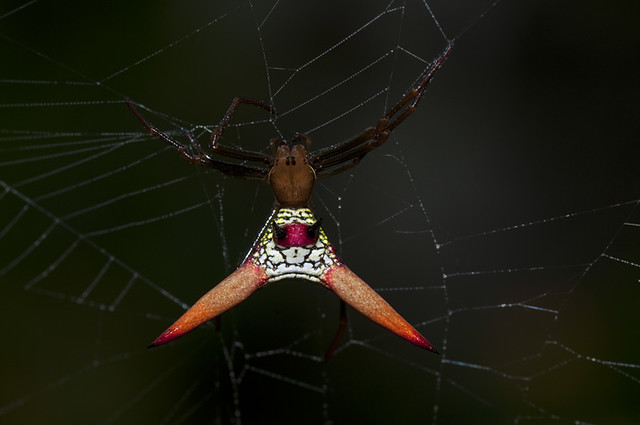 Araña Cornuda / Horned Spider / Spiny Spider / Micrathena militaris