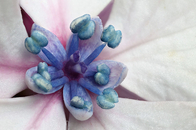 Lace hydrangea closeup