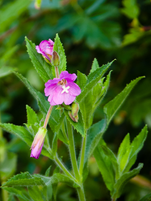 Great willowherb