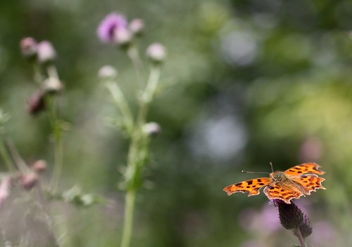 pink flowers orange green nature butterfly garden insect soft bokeh dreamy
