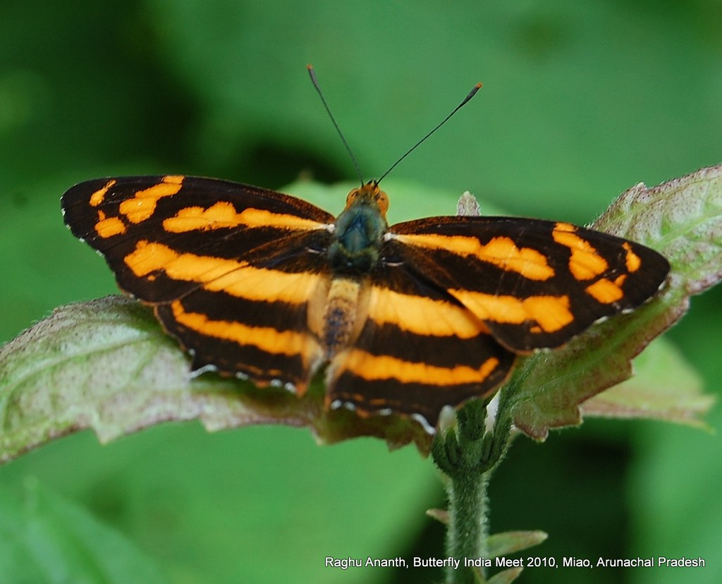 Common Jester DSC_4598 COMMON JESTER Symbrenthia lilaea, Miao, Arunachal… | Flickr