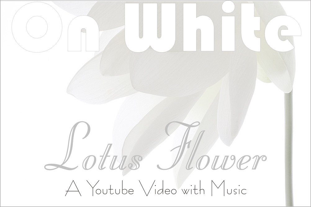On White Lotus Flower/flowers: A youtube Video