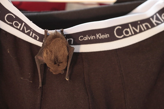 A bat likes my underwear
