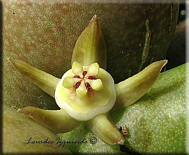Duvalia parviflora