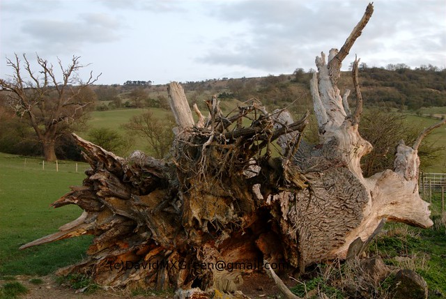 top uses for fallen oak tree