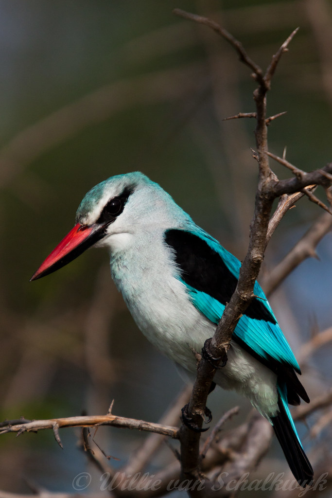 Halcyon senegalensis | Woodland Kingfisher Bosveldvisvanger | Willievs ...