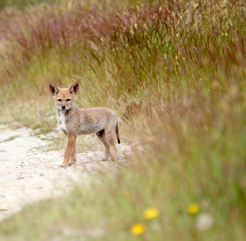 Coyote Pup by Peggy Collins