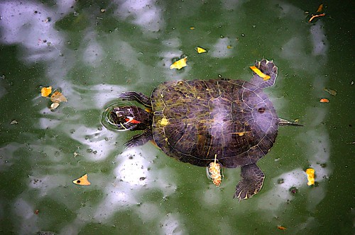 A cute baby turtle by n.pantazis