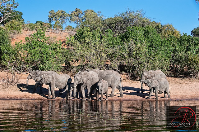 Botswana Elephant Walk
