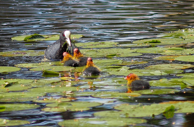 Come and get it! Moorhen feedng chicks