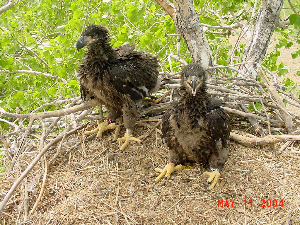Baby Bald Eagles | Bald eagles are not born with their chara… | Flickr