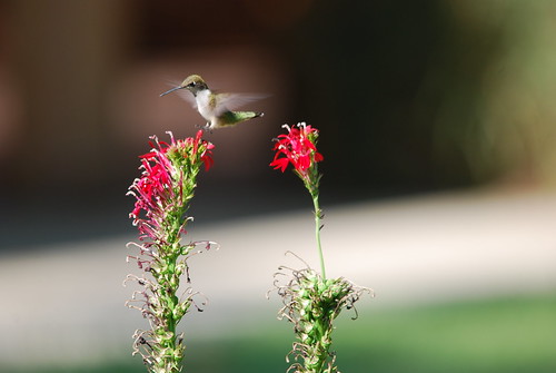 humming bird | by BurtonD0729