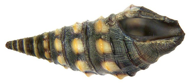 Zonulispira cf. grandimaculata (Adams, 1852)