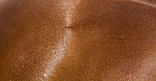 Horsehair texture